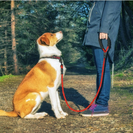 Reflective Dog Walking Leash for Small, Medium & Large Dogs